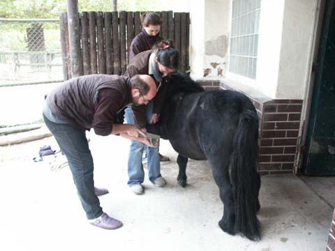 Another pony at Zoo Frankfurt getting groomed