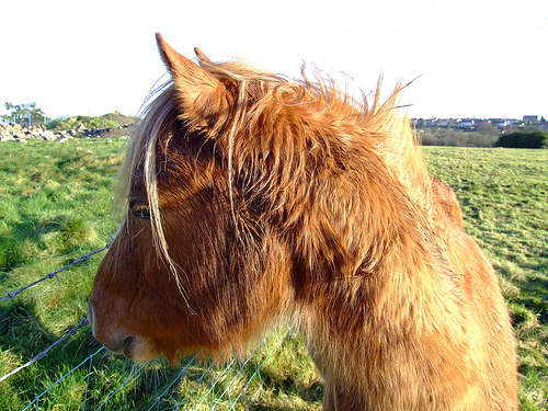 A brown pony looks at the camera like a shy child.